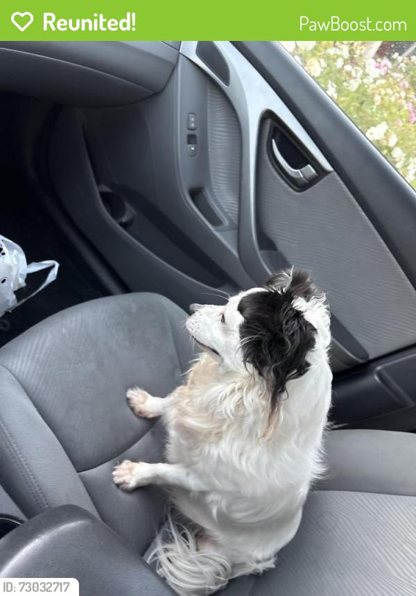 Reunited Female Dog last seen Bushard and Ellis, Fountain Valley, CA 92708