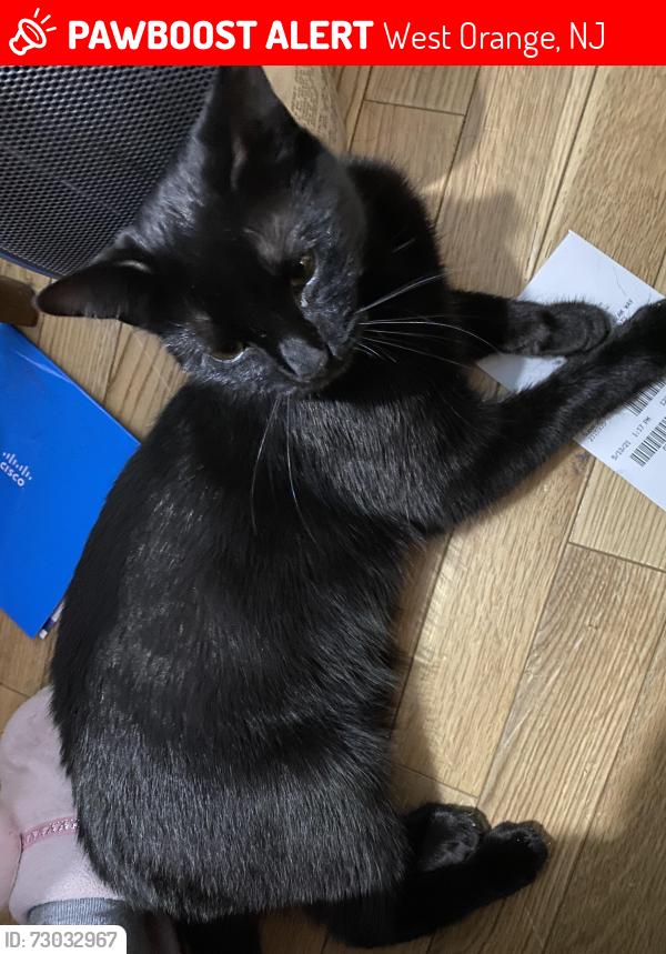 Lost Female Cat last seen Northfield Ave & highwood street, West Orange, NJ 07052