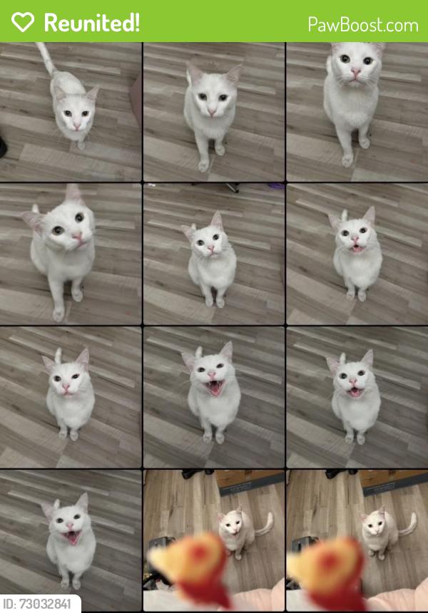Reunited Male Cat last seen Bellflower, CA 90706, USA, Bellflower, CA 90706