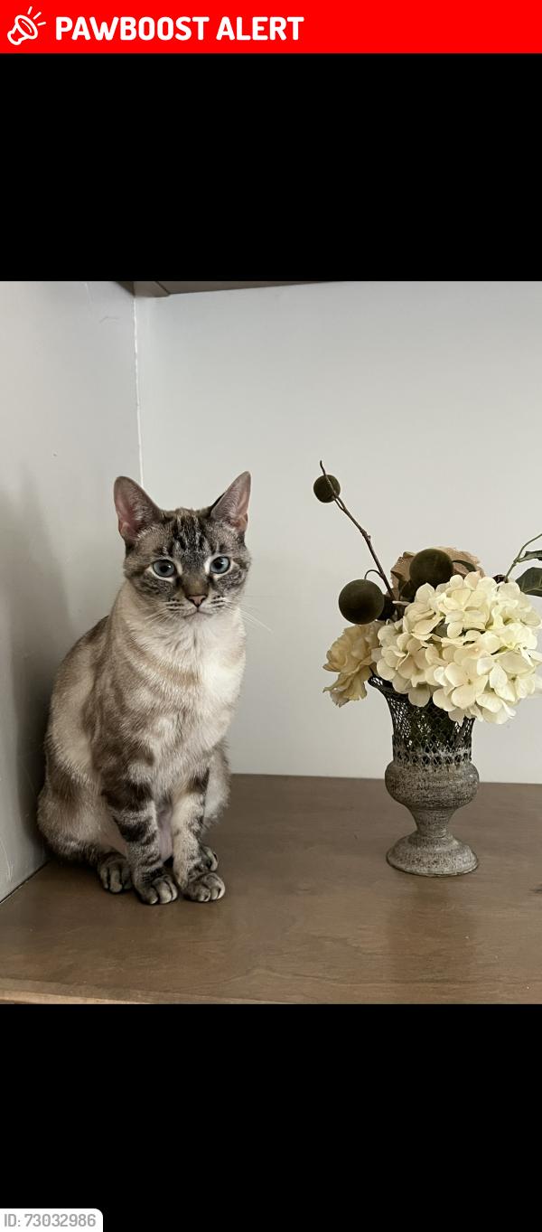Lost Female Cat last seen Falcon Drive off Williams Road, Whitfield County, GA 30721