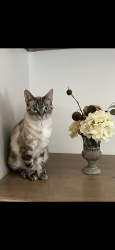 Lost Female Cat last seen Falcon Drive off Williams Road, Whitfield County, GA 30721