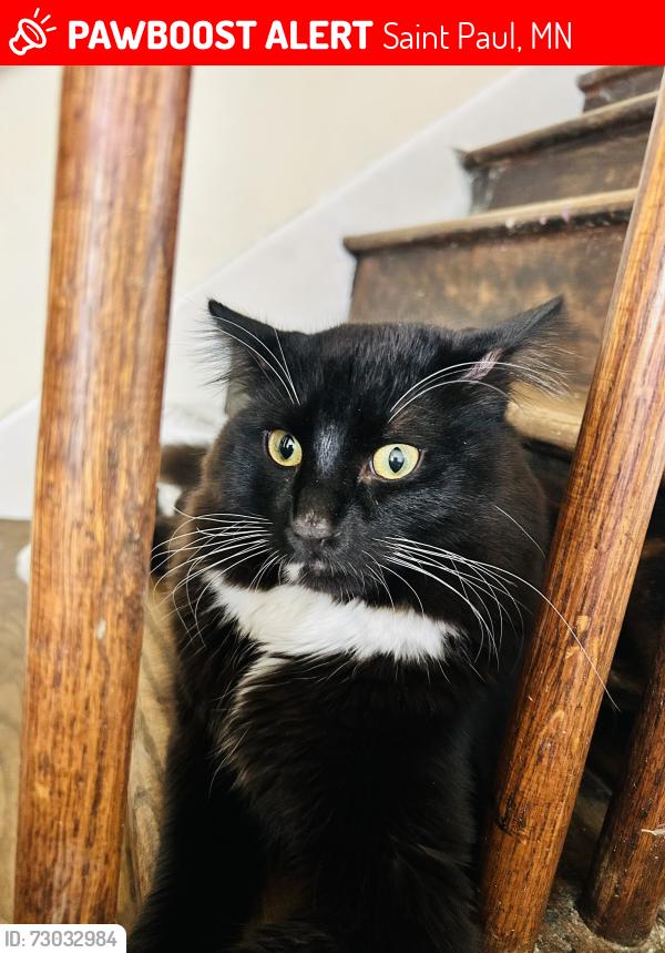Lost Male Cat last seen Nortonia and Ruth, Saint Paul, MN 55119