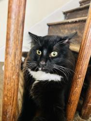 Lost Male Cat last seen Nortonia and Ruth, Saint Paul, MN 55119