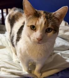 Reunited Female Cat last seen Near Stevenson Drive, Marlboro Township, NJ 07746