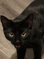 Lost Female Cat last seen Near Rosemead blvd, San Gabriel, CA 91776