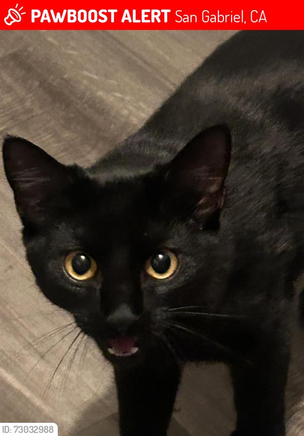 Lost Female Cat last seen Near Rosemead blvd, San Gabriel, CA 91776