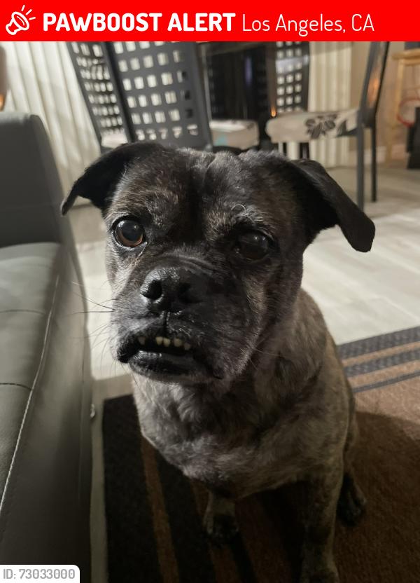 Lost Female Dog last seen W 45th Street and S Western Ave, Los Angeles, CA 90062