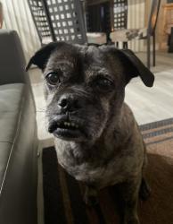 Lost Female Dog last seen W 45th Street and S Western Ave, Los Angeles, CA 90062