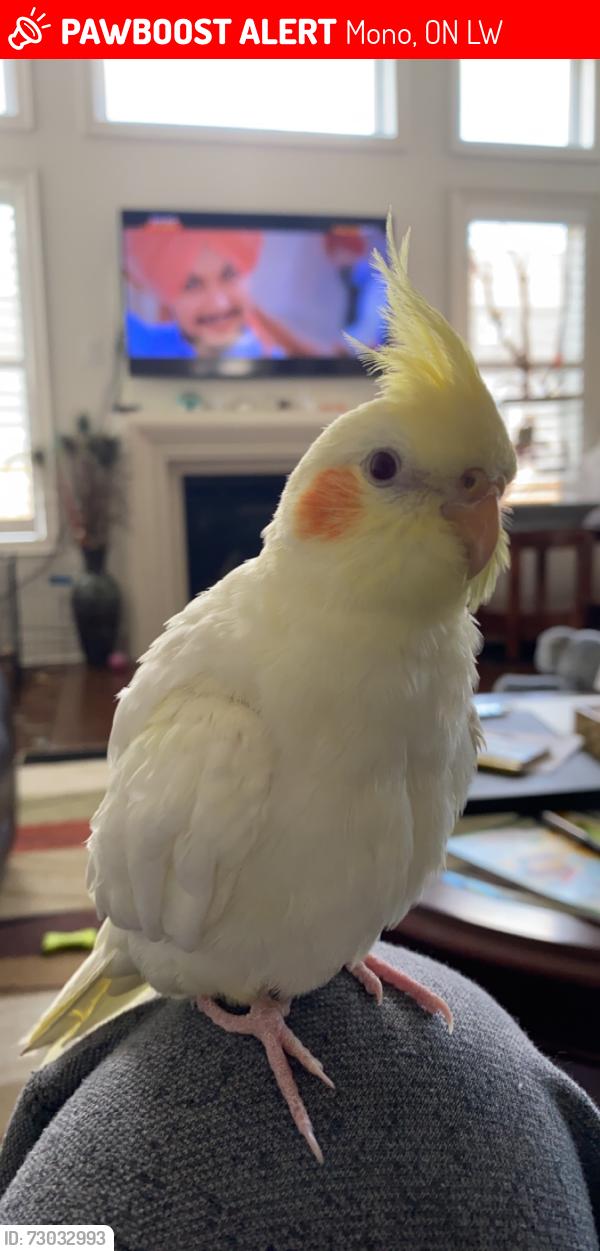 Lost Male Bird last seen Anderson Avenue Mono ON, Mono, ON L9W