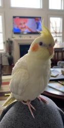 Lost Male Bird last seen Anderson Avenue Mono ON, Mono, ON L9W