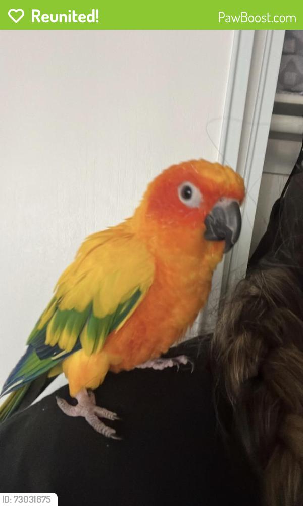 Reunited Male Bird last seen Los coches rd, El Cajon, CA 92020