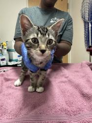 Shelter Stray Male Cat last seen ELSIE AVE at POWER INN RD, Sacramento County, CA, 6201 Florin Perkins Rd, Sacramento, CA 95828, USA
