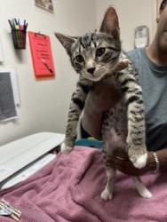 Shelter Stray Male Cat last seen ELSIE AVE at POWER INN RD, Sacramento County, CA, 6201 Florin Perkins Rd, Sacramento, CA 95828, USA