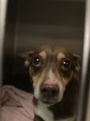 Shelter Stray Male Dog last seen Near MELDON AVE Atlanta, 30315, GA, Atlanta, , 1251 Fulton Industrial Blvd NW, Atlanta, GA 30336, USA