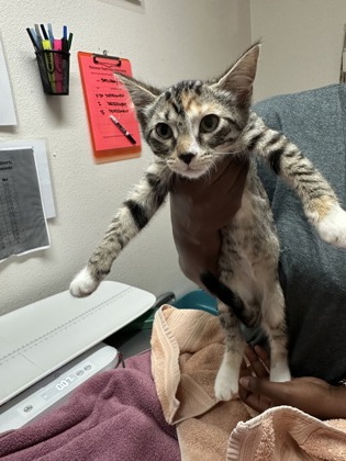 Shelter Stray Female Cat last seen ELSIE AVE at POWER INN RD, Sacramento County, CA, 6201 Florin Perkins Rd, Sacramento, CA 95828, USA