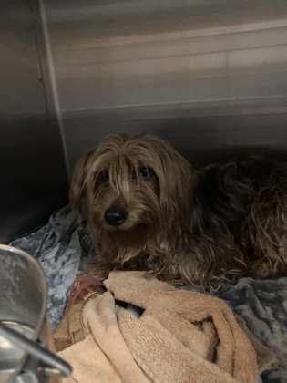 Shelter Stray Male Dog last seen Near PARK VALLEY DR NW Atlanta, 30318, GA, United S, Atlanta, , 1251 Fulton Industrial Blvd NW, Atlanta, GA 30336, USA