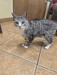 Reunited Male Cat last seen Maplewood Park, Pierce County, WA 98329