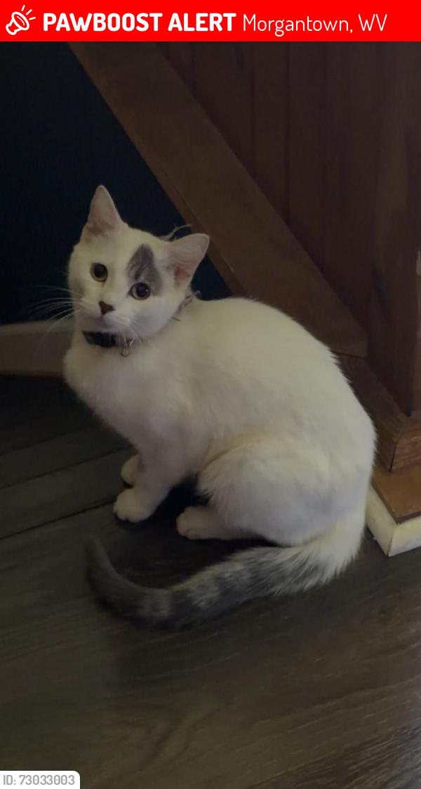 Lost Female Cat last seen ridgeway avenue, right by wiley st, close to johnson st, Morgantown, WV 26505