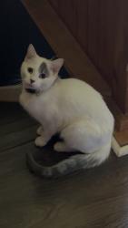 Lost Female Cat last seen ridgeway avenue, right by wiley st, close to johnson st, Morgantown, WV 26505