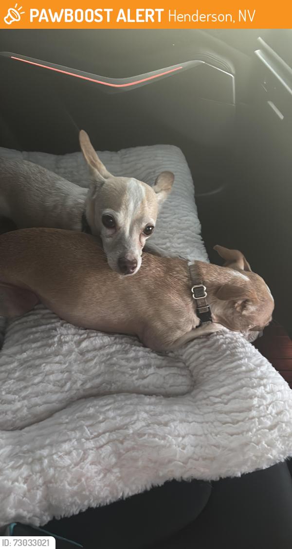 Found/Stray Male Dog last seen M Resort, Henderson, NV 89044
