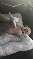 Found/Stray Male Dog last seen M Resort, Henderson, NV 89044