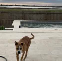 Lost Male Dog last seen Rodd field, Corpus Christi, TX 78412