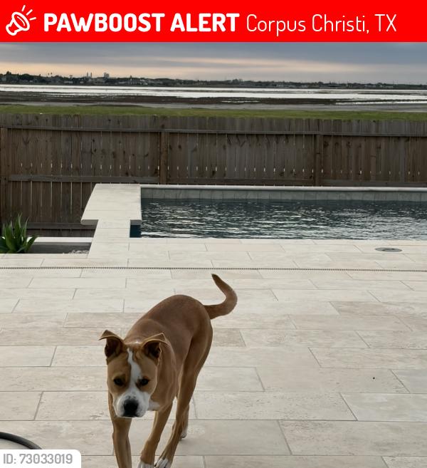 Lost Male Dog last seen Rodd field, Corpus Christi, TX 78412