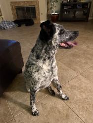 Reunited Female Dog last seen Near W Vista Way, Vista, CA 92083, USA, Vista, CA 92083