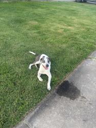 Found/Stray Male Dog last seen 121st Elwood, Jenks, OK 74037