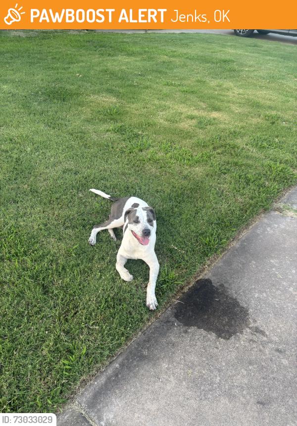 Found/Stray Male Dog last seen 121st Elwood, Jenks, OK 74037