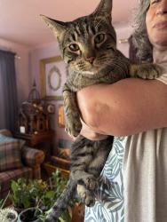 Found/Stray Male Cat last seen Magnolia and Sharp, 99202, Spokane, WA 99217