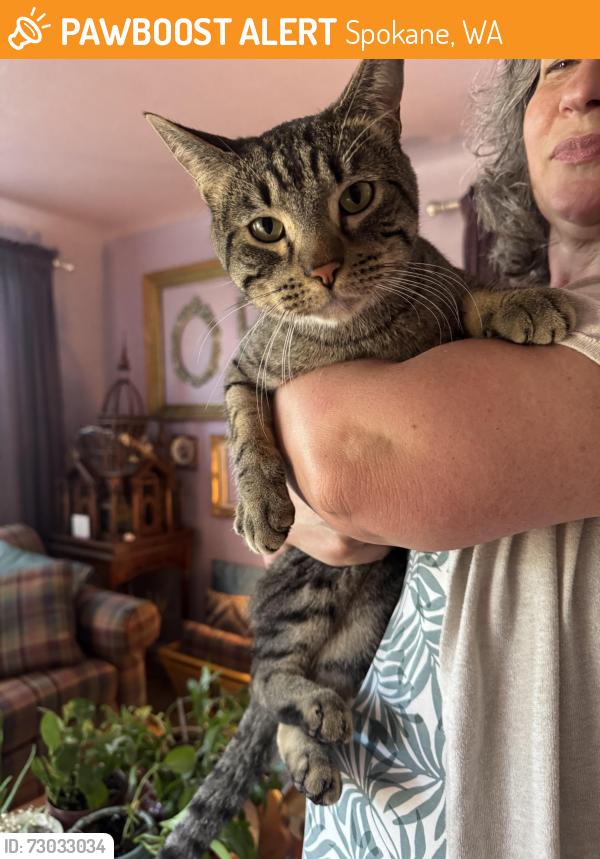 Found/Stray Male Cat last seen Magnolia and Sharp, 99202, Spokane, WA 99217