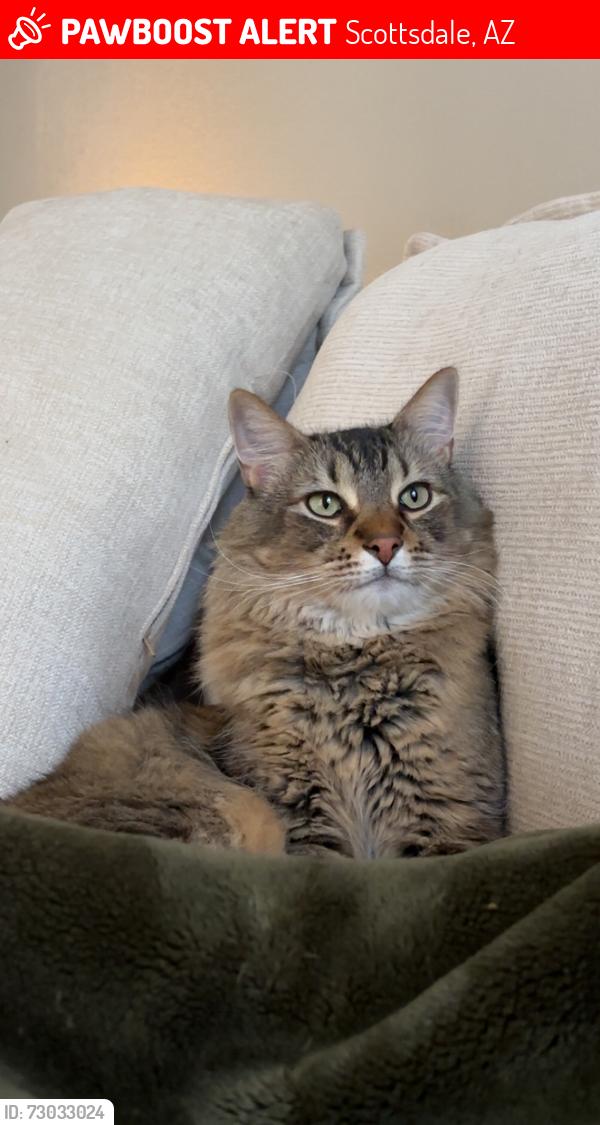 Lost Male Cat last seen Scottsdale Rd and Bell - Catherine s, Scottsdale, AZ 85255