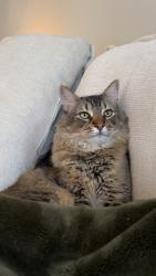 Lost Male Cat last seen Scottsdale Rd and Bell - Catherine s, Scottsdale, AZ 85255