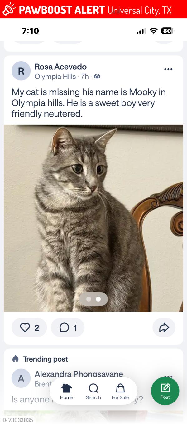 Lost Male Cat last seen Universal city, Universal City, TX 78148