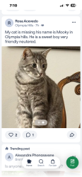 Lost Male Cat last seen Universal city, Universal City, TX 78148