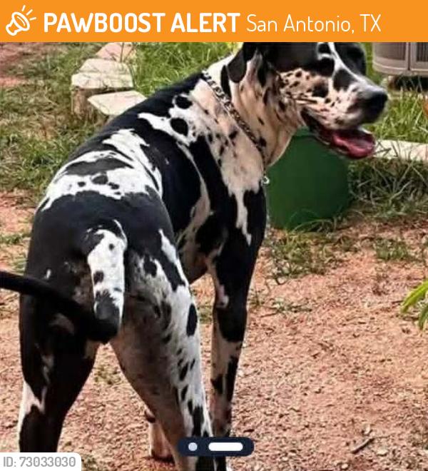 Found/Stray Female Dog last seen Culebra and 410, San Antonio, TX 78238