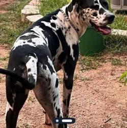 Found/Stray Female Dog last seen Culebra and 410, San Antonio, TX 78238