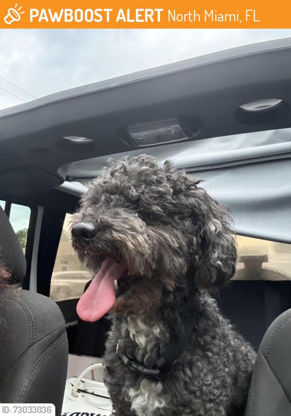 Found/Stray Male Dog last seen Nexx Motel, North Miami, FL 33161