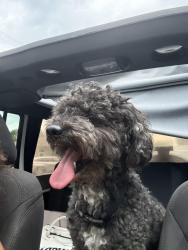 Found/Stray Male Dog last seen Nexx Motel, North Miami, FL 33161