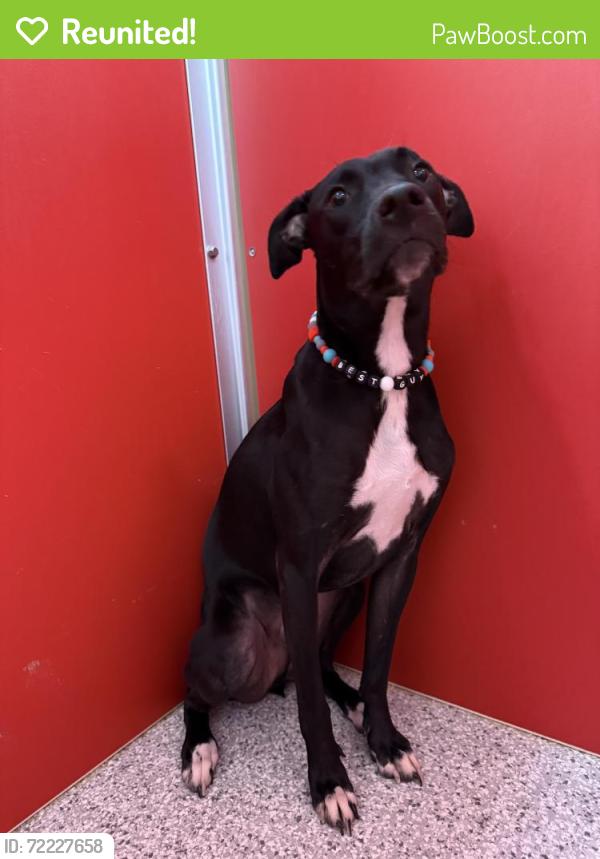 Reunited Male Dog last seen Westfield Village / Sully Station Area, Centreville, VA 20120
