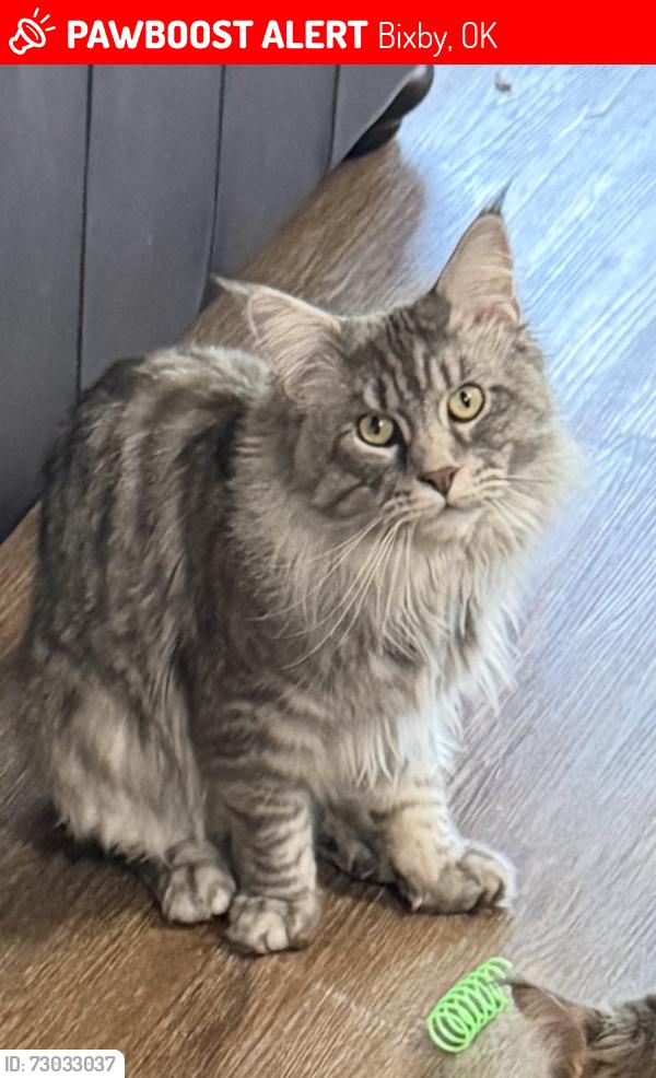 Lost Male Cat last seen 136th st and Memorial, Bixby, OK 74008