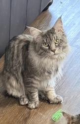 Lost Male Cat last seen 136th st and Memorial, Bixby, OK 74008