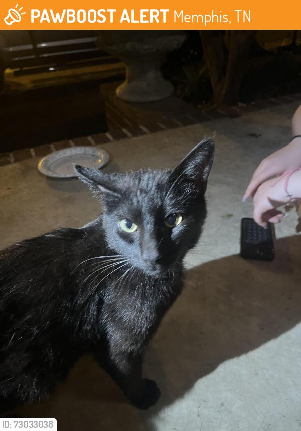 Found/Stray Unknown Cat last seen South Bluffs, Memphis, TN 38103