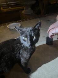 Found/Stray Unknown Cat last seen South Bluffs, Memphis, TN 38103