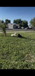 Found/Stray Unknown Dog last seen Kings Ave, Chowchilla, CA 93610