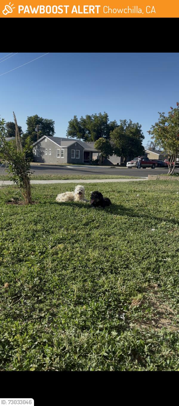 Found/Stray Unknown Dog last seen Kings Ave, Chowchilla, CA 93610