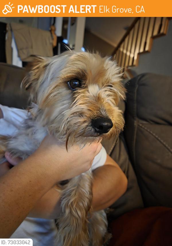 Found/Stray Male Dog last seen Laguna Creek Trail, Elk Grove, CA 95758