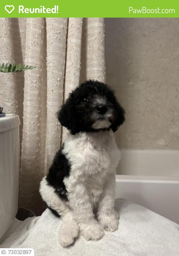 Reunited Male Dog last seen Near Leigh ave , San Jose, CA 95128