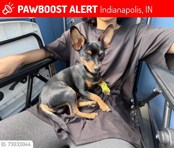 Lost Male Dog last seen Gainbridge Fieldhouse , ran down S Delaware St, Indianapolis, IN 46225